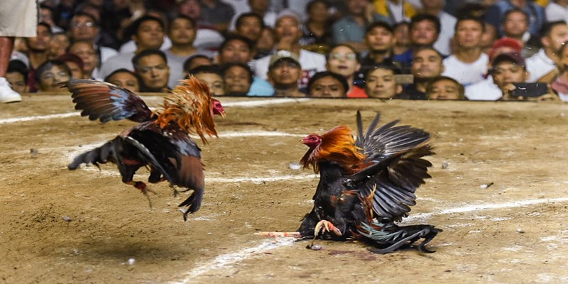 cách chọn gà đá hay qua tiếng gáy